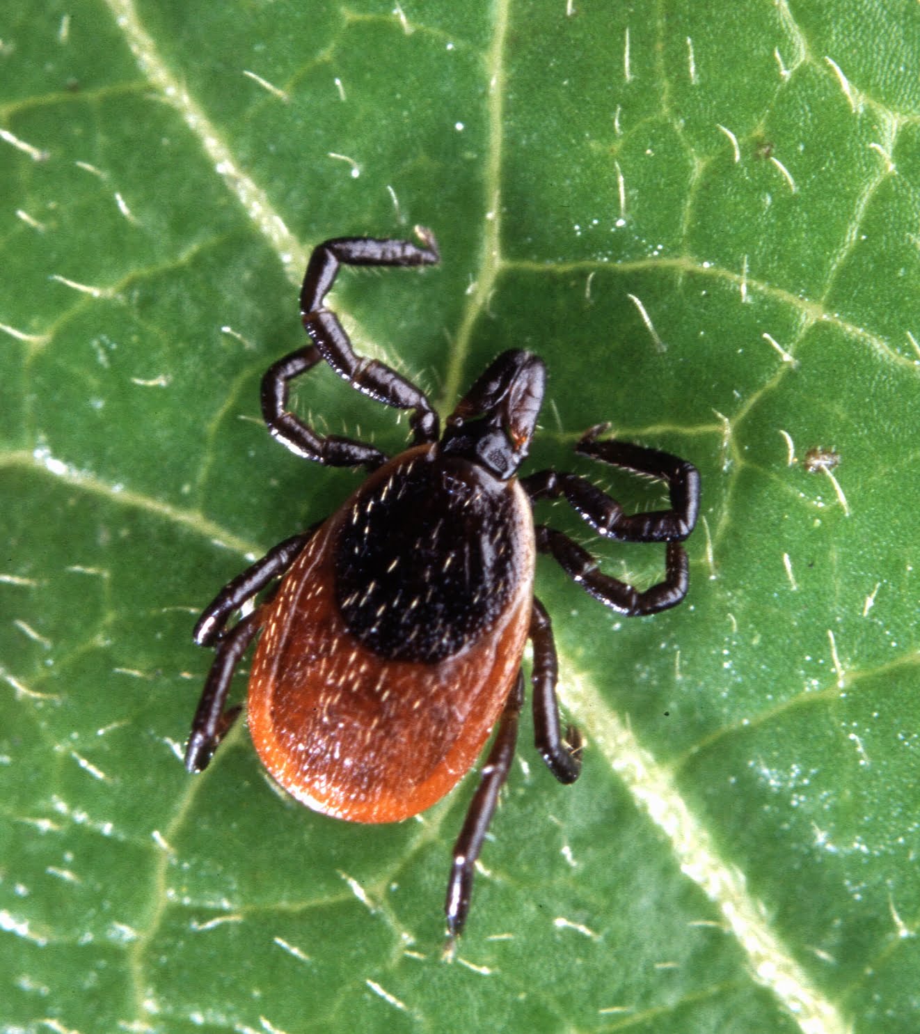 Lyme Disease Persisters – Borrelia